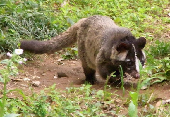 三亚出现尾巴比身长的椰子狸？游客&本地人辨别、安全与观察全指南