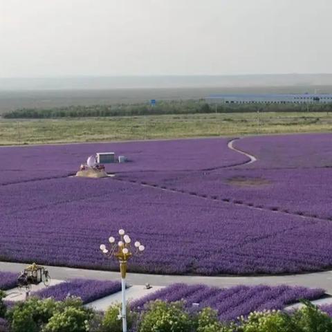 赛诗大会如何稳拿榜首？2026年独家拆解3类答案逻辑+热门题型速通秘籍