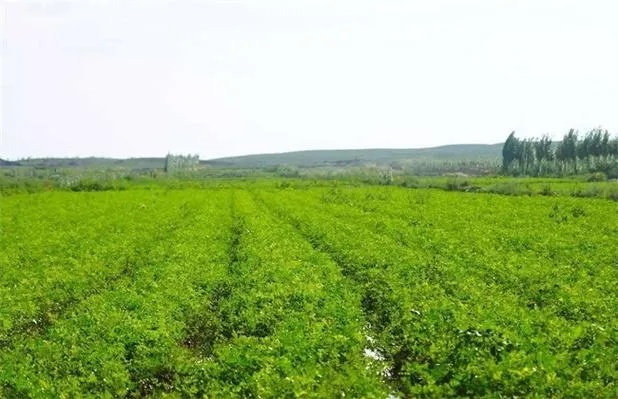 甘草种子选对年入8万？高产品类、地域适配与种植实战全攻略