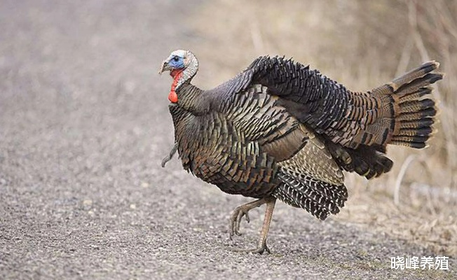 2026实测高地火鸡全攻略，驯服技巧、资源利用、节日特供变种玩法解析