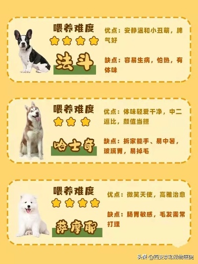 狗粉分6类？资深训犬师拆解热门养宠需求，解决90%养宠痛点