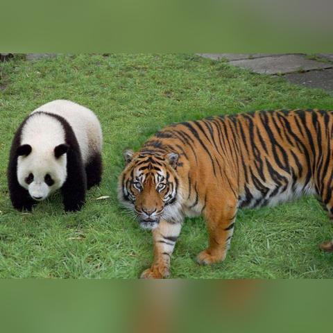 仙境传说RO基因学者怎么选坐骑？流派适配+冷门神骑，全场景效率翻倍