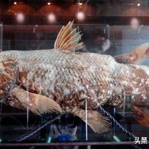 空棘鱼真的只是活化石？3大热门游戏的核心玩法与获取技巧全揭秘