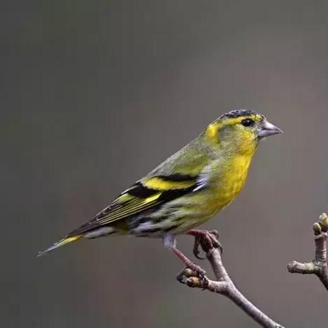 斗蛐蛐怎么玩到专业级？选虫/训养/赛场博弈的稀缺干货全揭秘