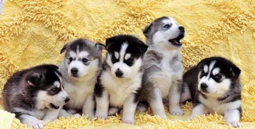 世界最丑狗狗类型全解析，如何借丑萌流量打造变现级宠物IP？