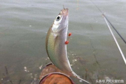 蜀门钓鱼全阶攻略，从鱼种分类到赚金天花板，新手也能躺赢资源