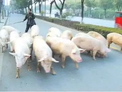 40多头猪大闹高速谁来管？畜牧运输应急处置+合规避坑全指南