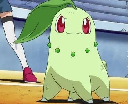 菊草叶培养全攻略，城都草系御三家从开荒到PVP的隐藏潜力挖透了吗？