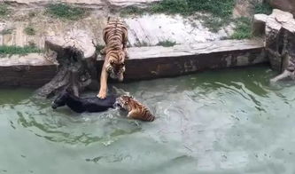老虎泡池子里避暑是摆烂？2026年动物园消暑黑科技+游客打卡避坑全攻略