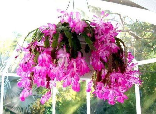 龙吐珠怎么玩胜率高？从规则到实战，3招老炮私藏技巧揭秘