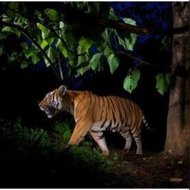 玩领地人生，林中村落总翻车？硬核开局、越冬保命、资源循环全解析