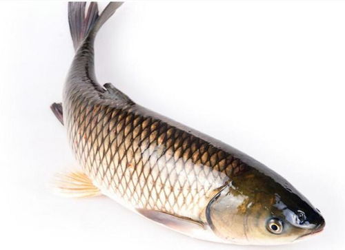 原神鱼饵全类型硬核拆解，适配热门垂钓需求，精准钓取目标鱼种攻略