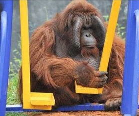 野生红毛猩猩首次被发现的3类药草疗愈伤口，对人类户外急救有何启发？