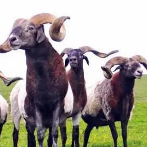 2026骨灰级私藏，死亡传说类游戏全解析｜3种核心玩法+通关避坑指南