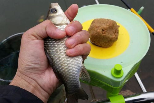 原神鱼饵类型怎么选？匹配热门钓需，精准钓取目标鱼的实战指南