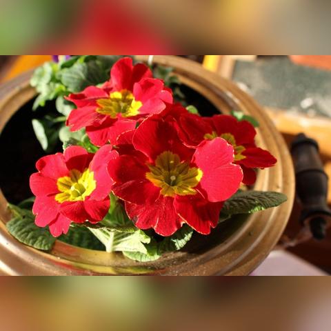 植物大战僵尸下载有哪些类型？匹配热门需求的实战避坑全指南