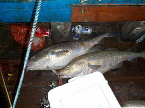 石鳞鳕鱼怎么刷最赚？全版本垂钓点位、核心用途与冲级变现技巧