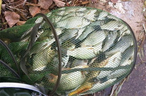 原神鱼饵怎么选？2026全类型配饵攻略+材料速刷，钓遍全鱼种