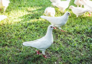 环形战争从菜鸡到高玩，2026实测开荒、肉鸽、佣兵养成的独家攻略