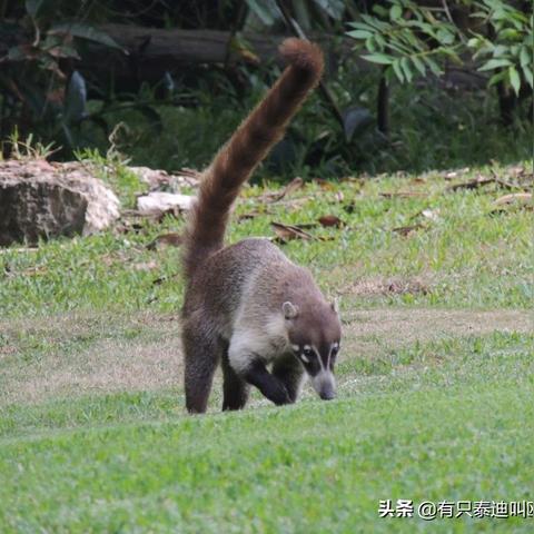 恐龙猎人类型全细分，匹配热门狩猎需求，解锁专属实战进阶技巧