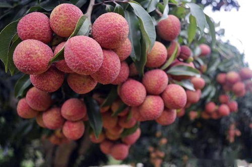 我的世界珍妮模组怎么玩？3大类型划分+热门需求适配+2026年合规指南