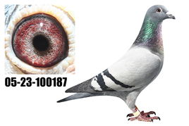 行界，零怎么玩？肉鸽通关/阵容搭配/隐藏剧情全解析（2026新手必看）