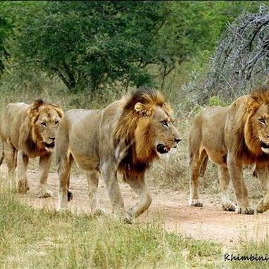 黑手党2秘籍怎么玩出爽感？全类型细分+热门需求匹配，附实战指南