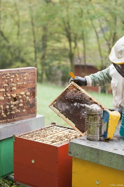 2026年养蜂人必藏，3类核心蜜源深度解析，精准匹配热门需求稳提收益
