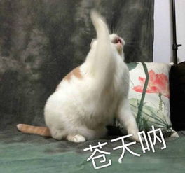 死亡传说类游戏怎么通关？硬核肉鸽新手避坑+2026热门新作解析