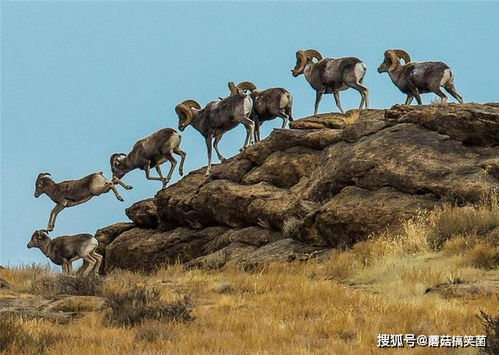 山地臭鼬怎么玩？狩猎驯养、收益变现、隐藏机制全攻略（2026版）