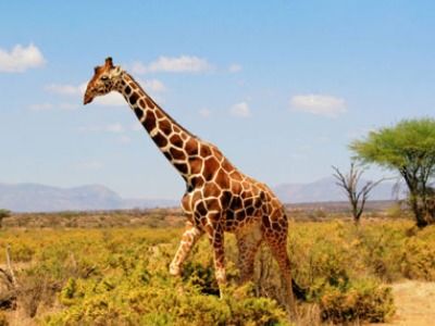 长颈鹿脖子卡树枝通关全指南，2026实测技巧+隐藏彩蛋+卡关急救