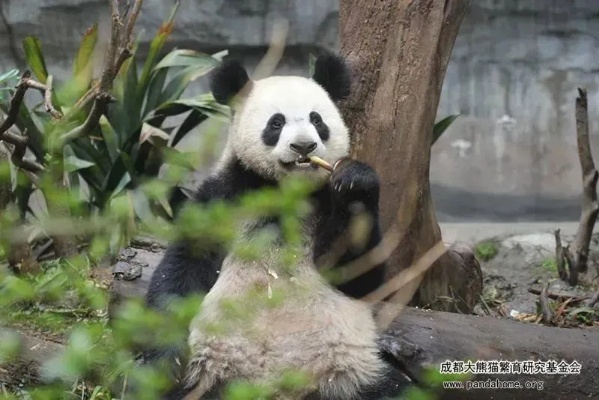 成都潦草大熊猫爆火？打卡攻略、萌点拆解+饲养幕后全解析