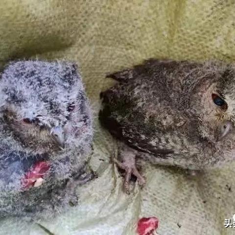 DNF帮帮精灵真的好用吗？解锁冷门功能+疑难速解，搞定90%游戏痛点