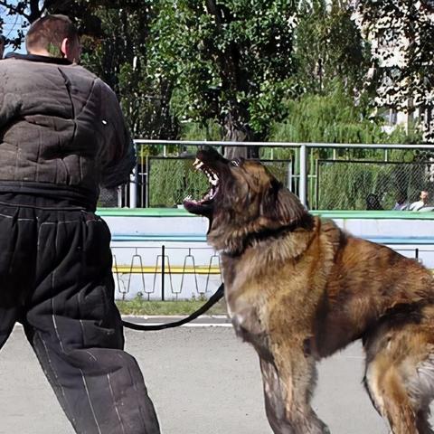 WOW喂食时间全攻略，猎人宠/对战宠时效、饥饿度阈值及避坑技巧