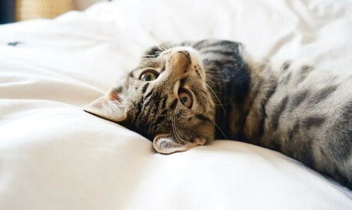 台湾女子逃生折返救猫遇难，灾难中救宠物该如何权衡生死与安全？