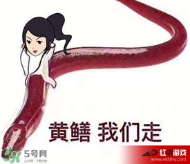 黄鳝门琪琪事件全解析，猎奇网红的生存逻辑与行业避坑指南