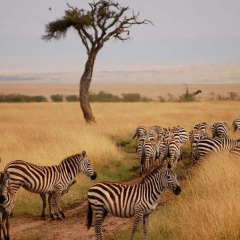 荒野日记一路向北独家攻略，新手速通、隐藏结局、低温生存核心技巧全解析