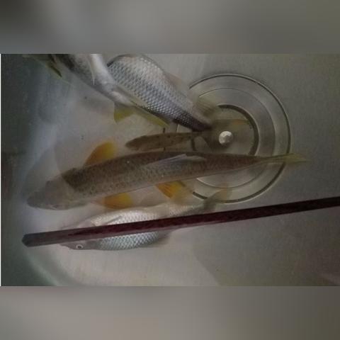 你钓/买的是真野生石斑？12种核心类型匹配热门需求全攻略