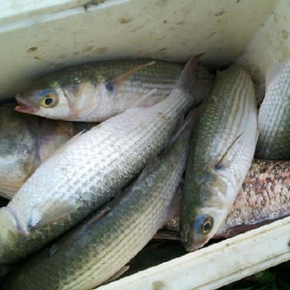 浮标钓鱼有哪些核心类型？新手适配全场景的上鱼实战攻略