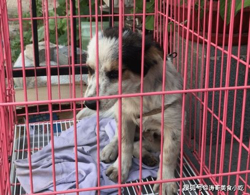 成都天宠网值得信吗？2026本地宠主专属买宠、寄养、领养避坑全攻略