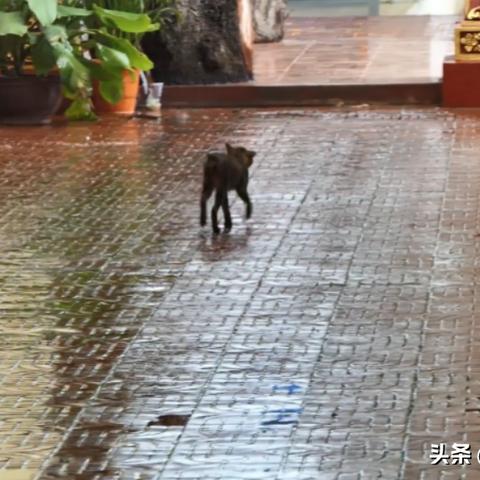 僵尸困境硬核生存全攻略，从新手苟活到基地称霸的12个关键门道