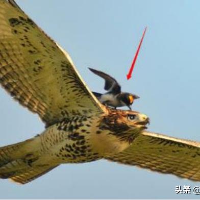 南京老鹰中暑坠江！城市猛禽高温生存危机解析+应急救助全攻略