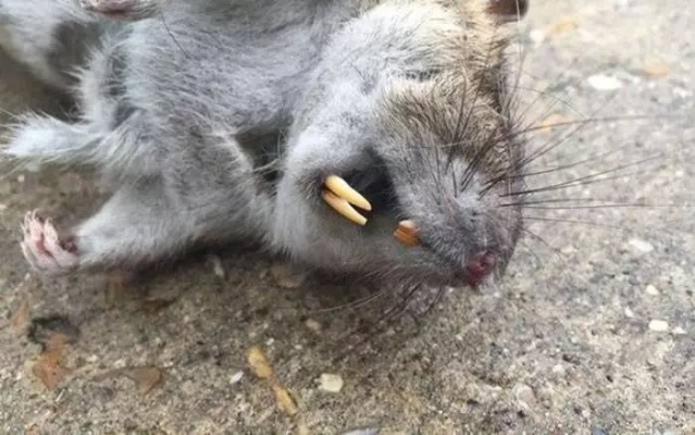 变异老鼠哪类最香？全类型拆解+热门需求匹配的实战养成指南