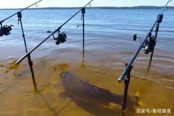钓鱼大师吧私藏干货大揭秘，新手避坑、黑坑上岸、野钓爆护的全阶段技巧