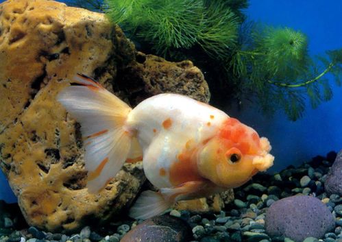 原神花香金鱼怎么钓满？限定稀有鱼的精准钓点、刷新规律与兑换指南