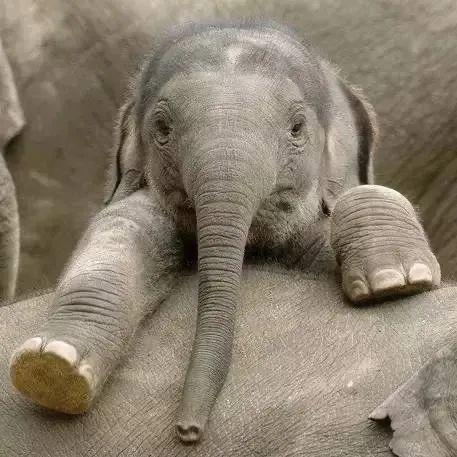 陈乔恩为拯救小象莫莉发声，明星公益能真正改变圈养小象的命运吗？