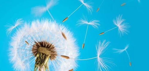 原神蒲公英有哪些类型？高效采籽、触发隐藏宝箱的实战指南