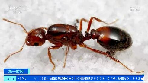 河南多地爆恶性入侵新物种！2026实测3招防抗性红火蚁，避农田绝收