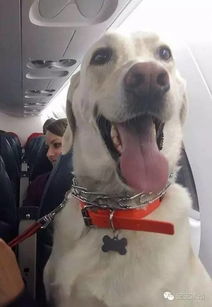 2026全新宠物大全，精准匹配养宠场景与热门需求，新手避坑必看