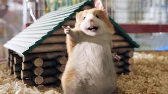 豚鼠特工队怎么下载才靠谱？2026全类型渠道+避坑+MOD指南